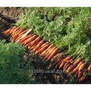 Семена моркови, Ньюхолл F1, производитель: Bejo (упаковка 1000000 сем.) фотография