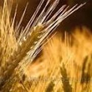 Пшеница мягкая фотография