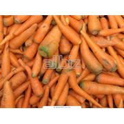 Морковь кормовая