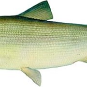 Северная рыба Чир с/м (0,8-2,0 кг.) фото