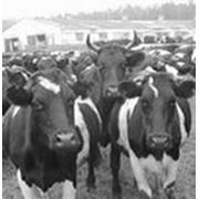 Ветеринарные препараты для крупного рогатого скота фотография