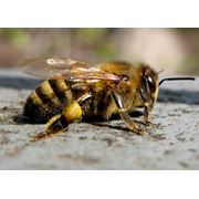 Препараты ветеринарные для пчел фотография