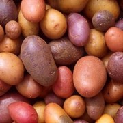 Картофель сортовой продам оптом в житомирской области фотография
