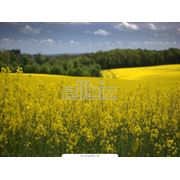 Рапс озимый фото