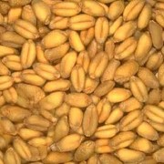 Пшеница фуражная на экспорт в Казахстане фото