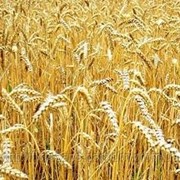 Зародышей пшеницы