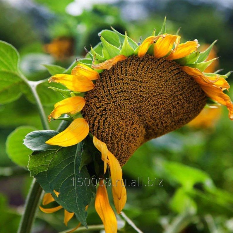 Купить Семена Подсолнуха В Ростове