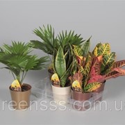Комнатные растения, микс из 3 сортов -- Indoor plants mixed 3 srt. фото