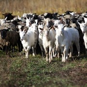 Овцы племенные 20 шт. фотография