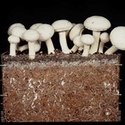 Продам покровную смесь (торф) для грибов фото