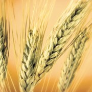 Зерно пшеница 3 класс фото
