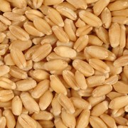 Пшеница продовольственная и фуражная