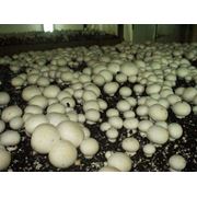 Компост для выращивания грибов
