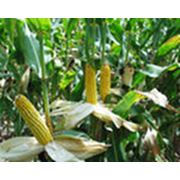 Протравитель семян кукурузы и подсолнечника Семафор фото