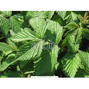 Травы лекарственные фото