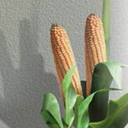 Семена кукурузы сорт Селест ФАО 290