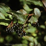 Жостер (Rhamnus cathartica, Крушина) плоды 100 грамм фото