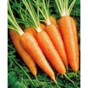 Морковь столовая сорта Абако