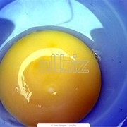Желток яичный жидкий пастеризованный фото
