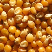 Продажа кукурузы на условиях DAF фото