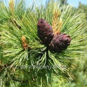 Сосна горная Pinus mugo Red Robe Штамб km40cm,10-15cm,Ko 5,0 l фотография