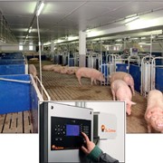 Ситемы электронные кормления и содержания свиноматок. Aвтоматизирoванная станция кормления по вызову с высокотехнологичной системой управления CALLMATIC 2. фото