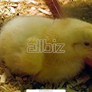 Цыплята мясо-яичных пород кур Луганская область ,Украина, продажа фото