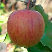 Саженцы яблонь сорт Бребурн фото