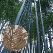 Семена Морозостойкого Гигантского Бамбука Phyllostachys Moso (25 шт) фото