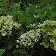 Гортензия метельчатая “Бокрафламе“ Hydrangea paniculata “Bokraflame“ фото