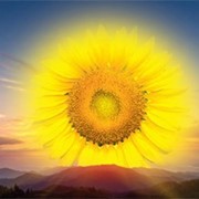 Семена подсолнуха Syngenta Санлука РМ фото