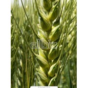 Высокачественная пшеница, ячмень
