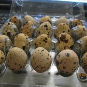 Реалізуємо перепелині яйця в Черкасах