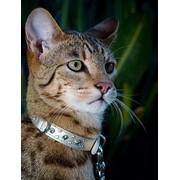 Кошка Саванна фото