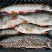 Рыба речная: карп, щука, толстолобик оптом