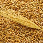 Зерновые культуры зерно, зерновые продам фото