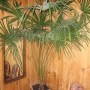 Трахикарпус форчуна (Веерная пальма) фото