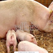 Разведение свиней фотография