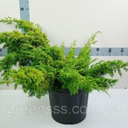 Можжевельник китайский Аурея -- Juniperus chinensis Aurea фотография