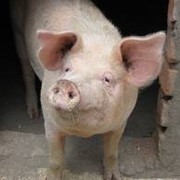 Закупка свиней Николаевская обл фото