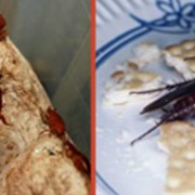 Уничтожение тараканов в Алматы, Дезинсекция, Дезстанция Надежда и К, ТОО фото