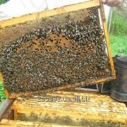 Пчелoпакeты кaрпaтских пчeл фото