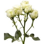 Цветы Розы кустовые 50 см фотография