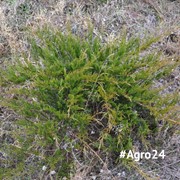 Можжевельник казацкий Tamariscifolia 100 см.