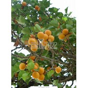 Саженцы абрикоса продажа фото