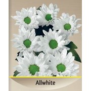 Хризантема Бокарди белая фото