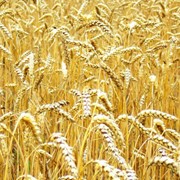 Выращивание зерновых, пшеница, ячмень фото