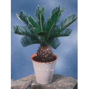 Пальма Cycas revoluta фото