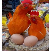 Петушок и курочка фото