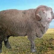 Овцы, продажа овец фотография